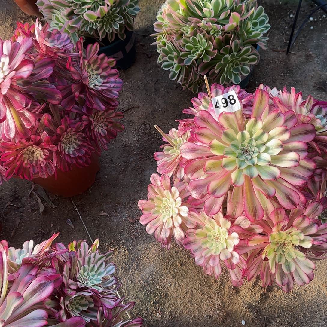土**奶多肉植物十里红妆498