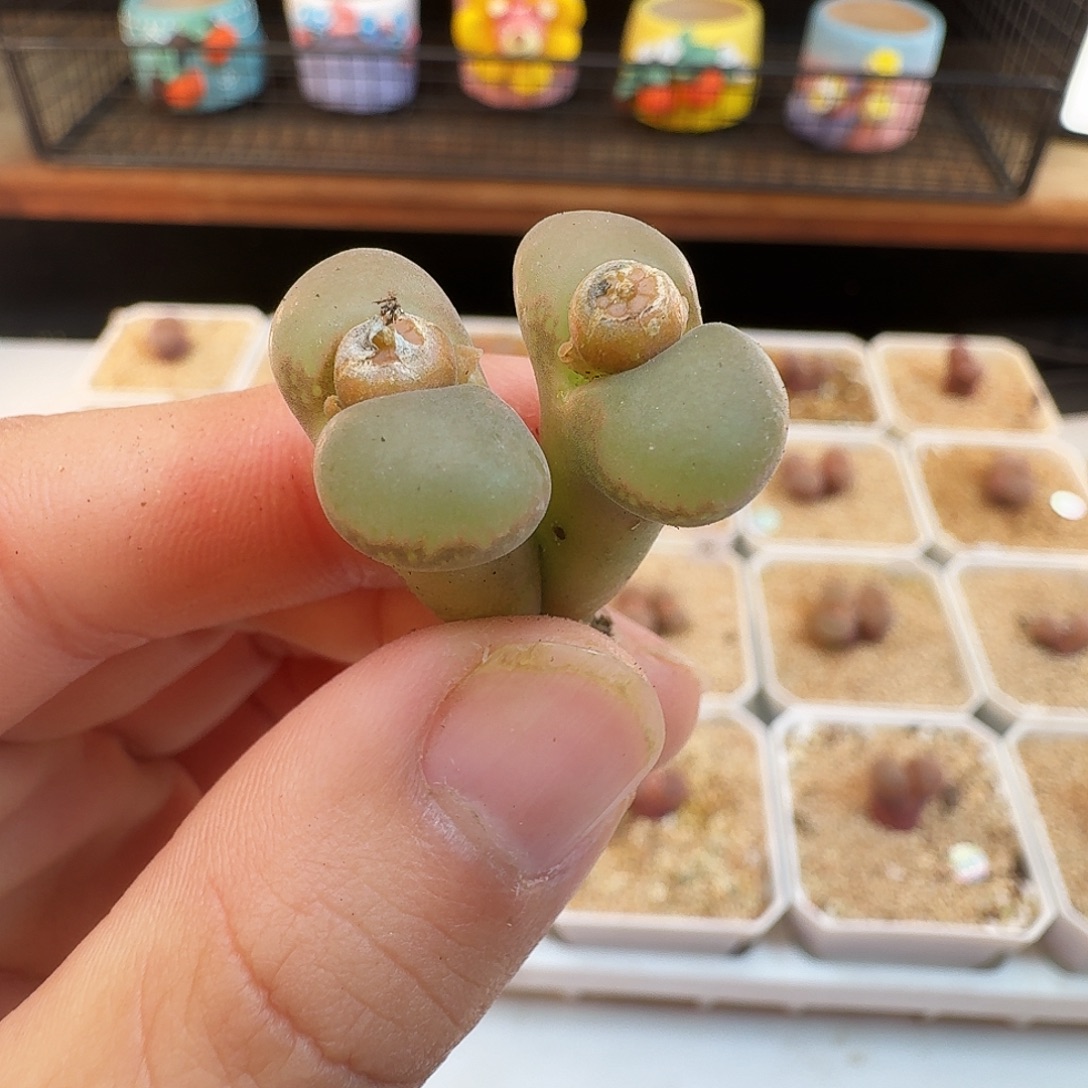 多肉植物福利风铃323