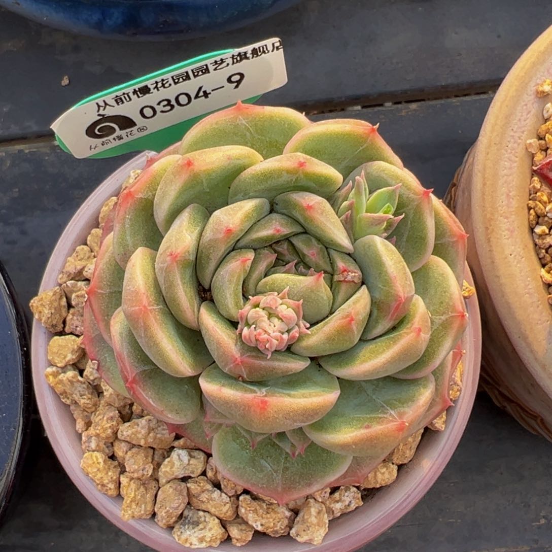 从前慢多肉精选编号0304.9