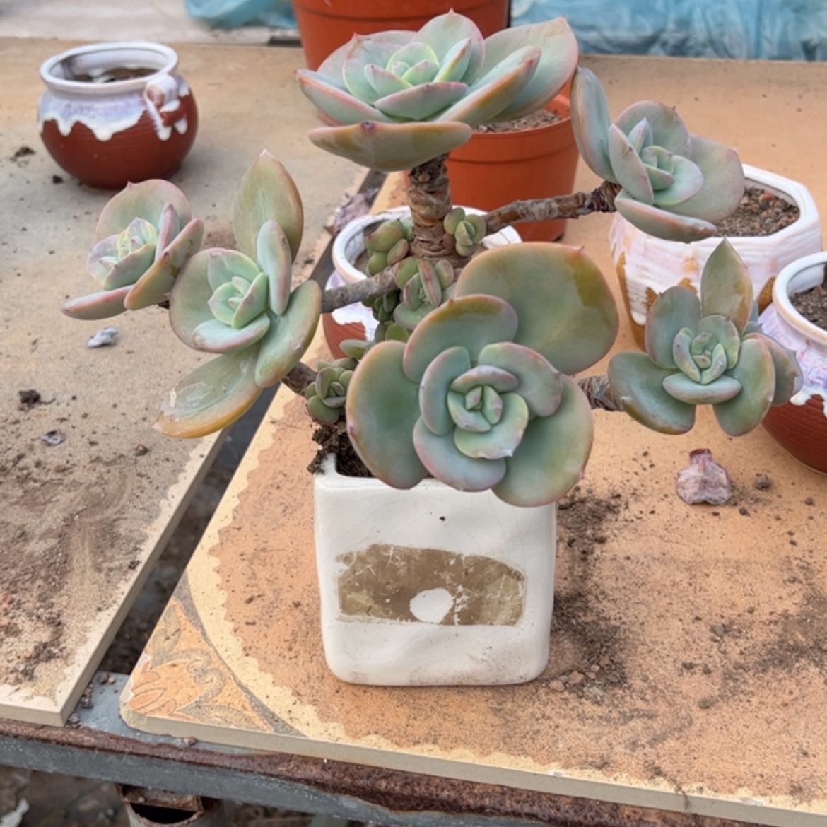 【闪购商品】无花朵芋*