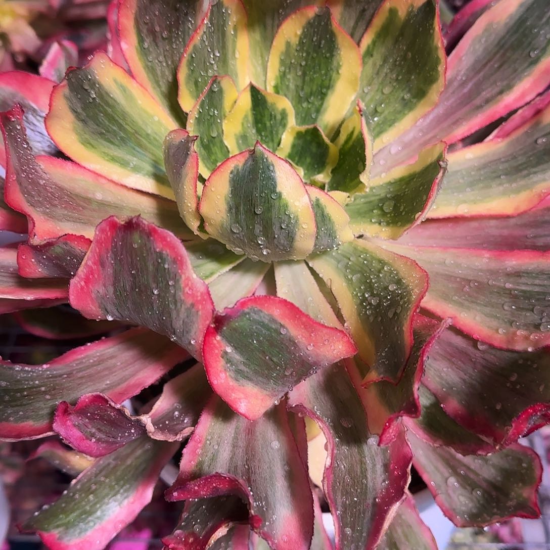 多肉植物魅影150