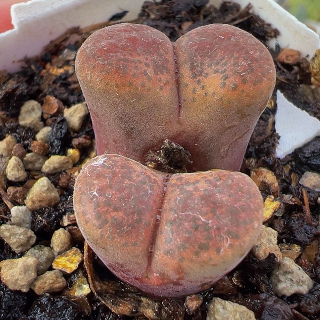 254多肉植物种类多样