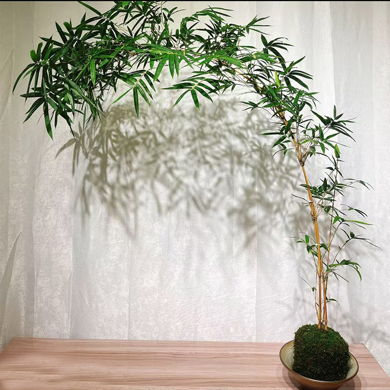 苔藓球红竹子观音竹俊逸优雅室内盆景桌席茶宠绿植花卉水培植物