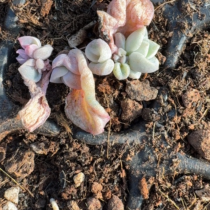 可爱玫瑰一物一拍