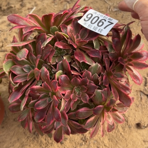浣纱多肉植物法师9067