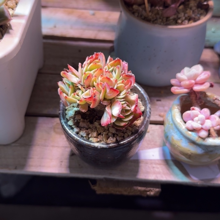 艾斯梅兰达缀多肉植物vhchh