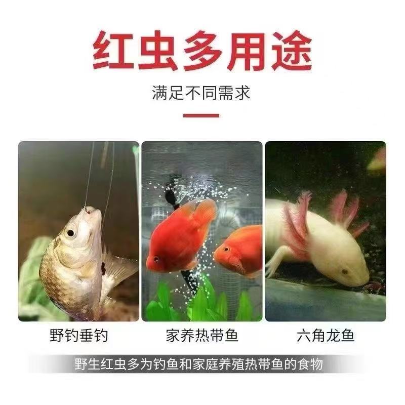 2.鲜活红虫特大号红虫钓鱼专用黑坑野钓拉饵喂鱼六角恐龙