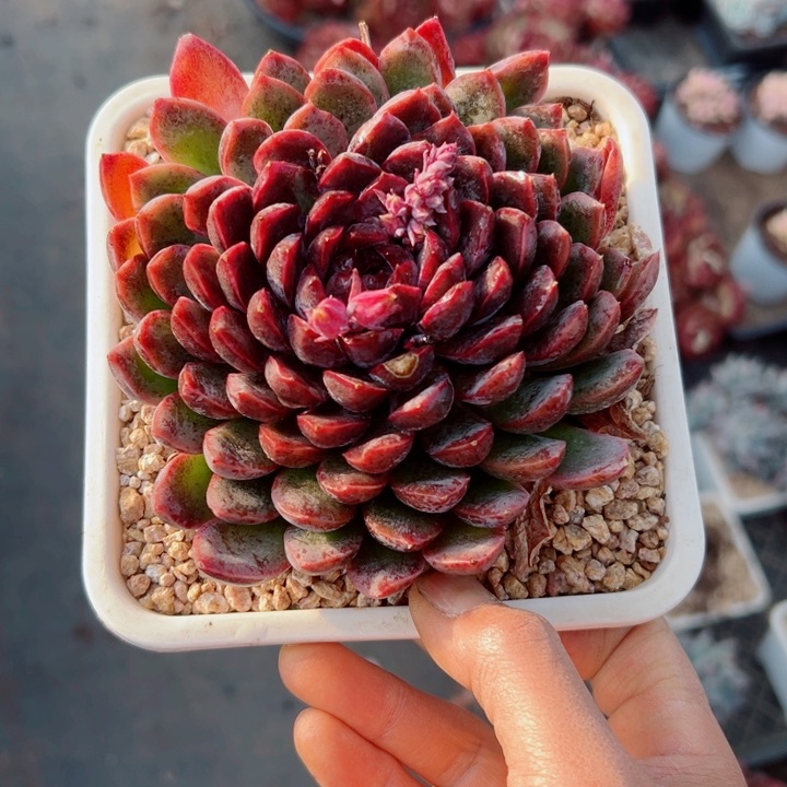 精品多肉植物老桩