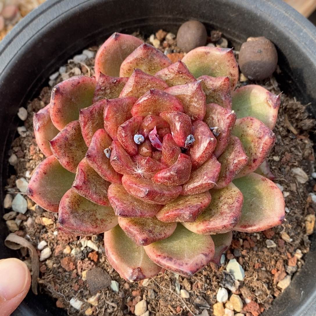 精品多肉一物一拍不包整75