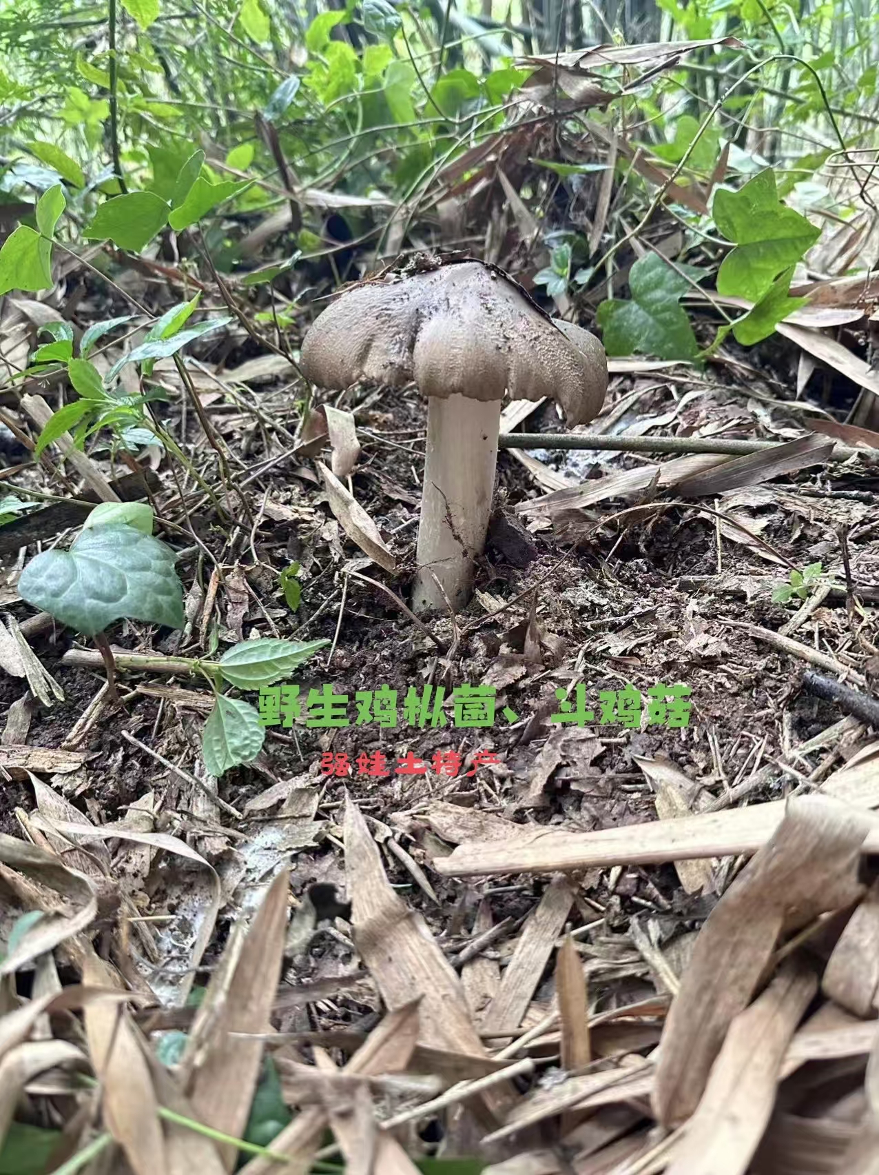 四川乐山野生鸡枞菌、斗鸡菇、顺丰包邮、坏了包赔