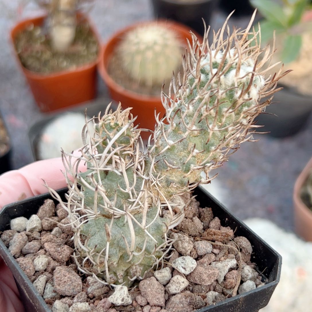 黄龙丸仙人球 自根