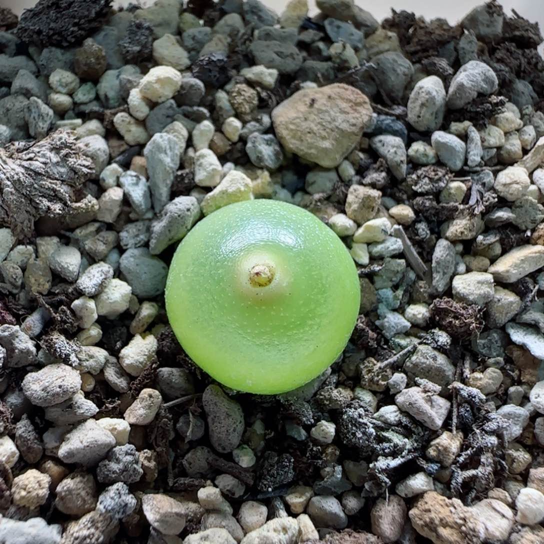 1-31-2-4新年福利8.8折哈默灯泡1.4cm脱土