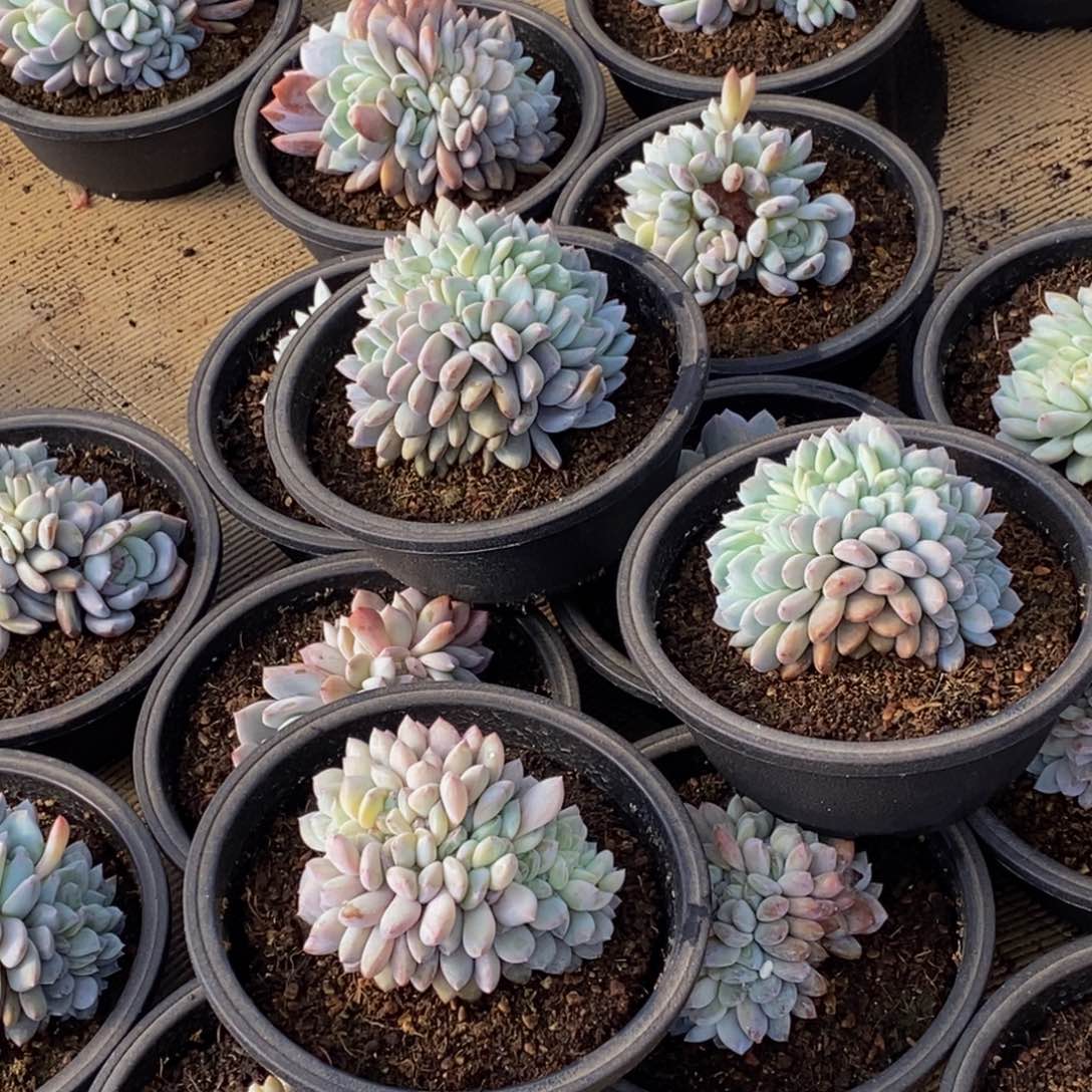 汐*48包邮一物一拍多肉