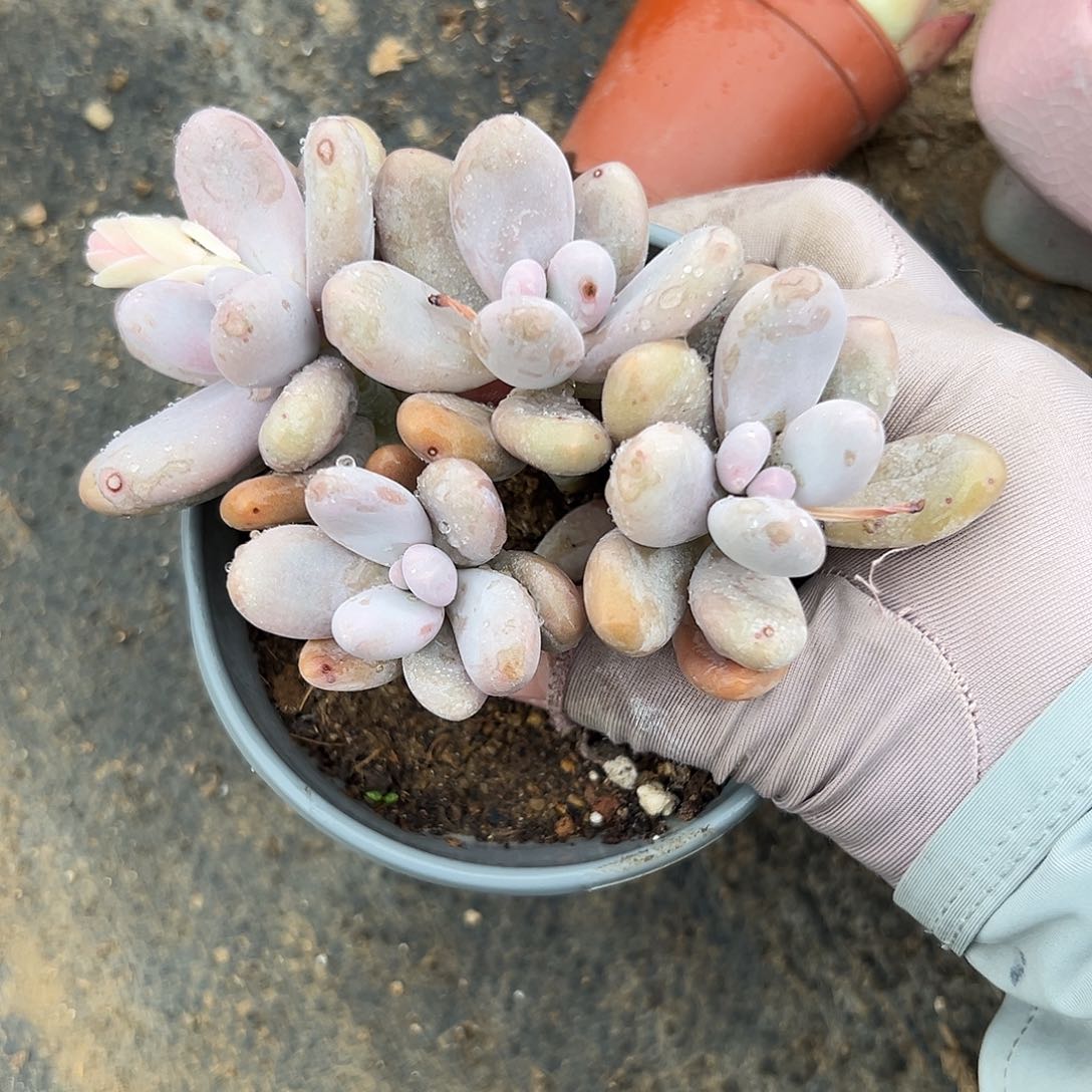 多肉植物多肉植物