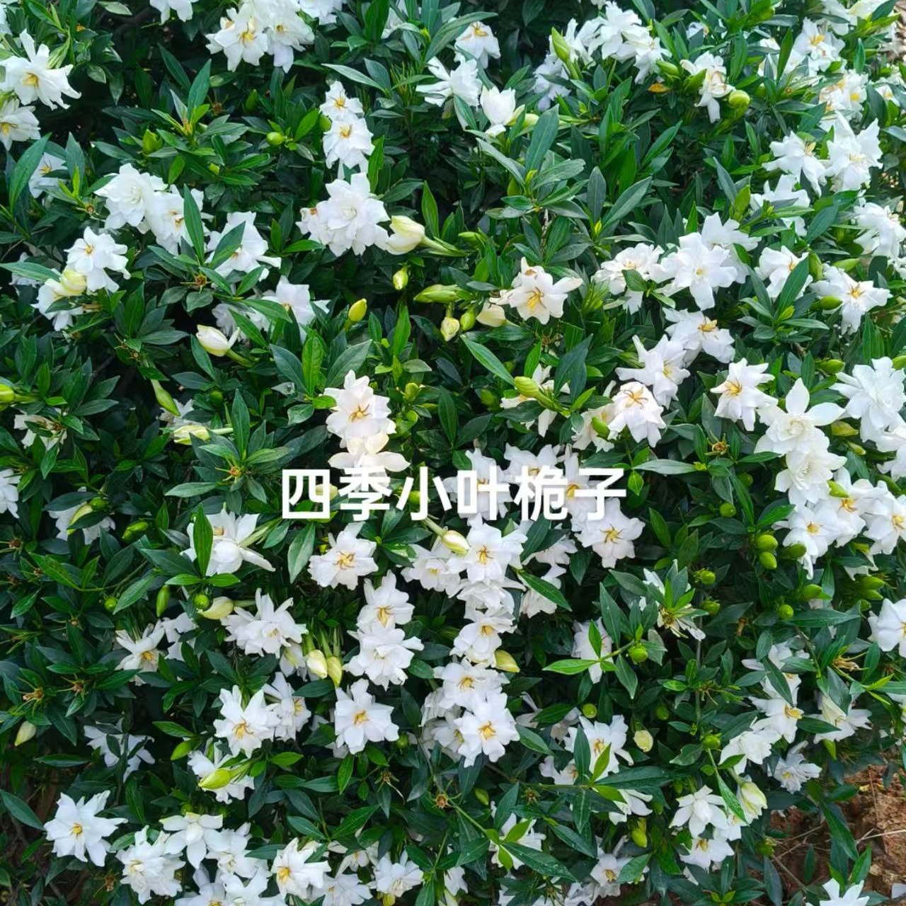 小叶栀子花  盆景  球形   树形  一物一拍