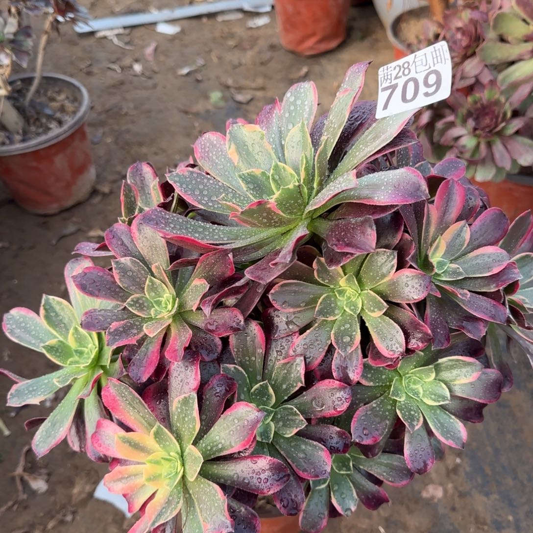 金丝多肉妖桩709满28包邮断枝不包