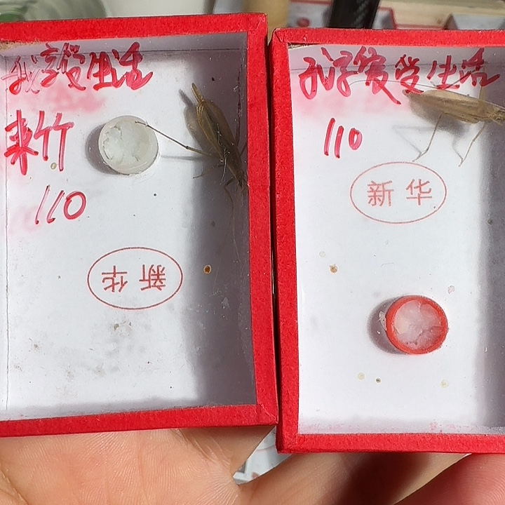 我***活蟋蟀1111111111111