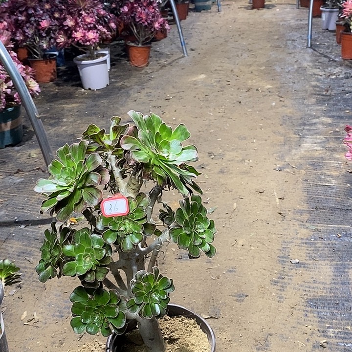 36，拉丝锦多肉法师