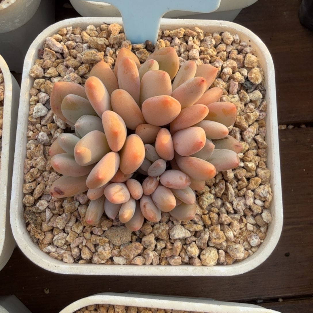 6头珍舞奶酪1111111111