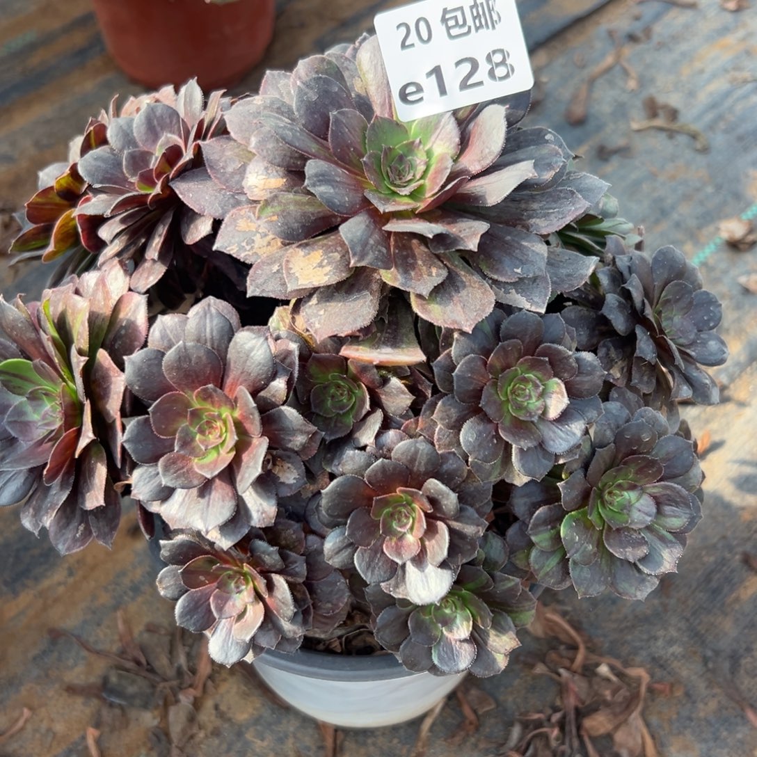 128花月夜，多肉法师