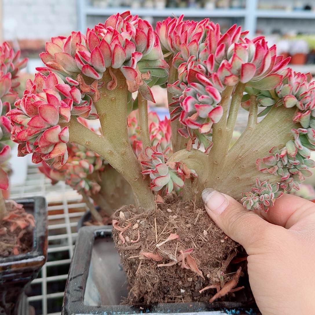 景晃星缀化多肉植物