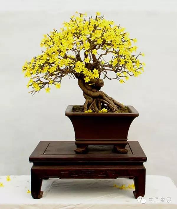 直播间一物一拍盆景连接专用