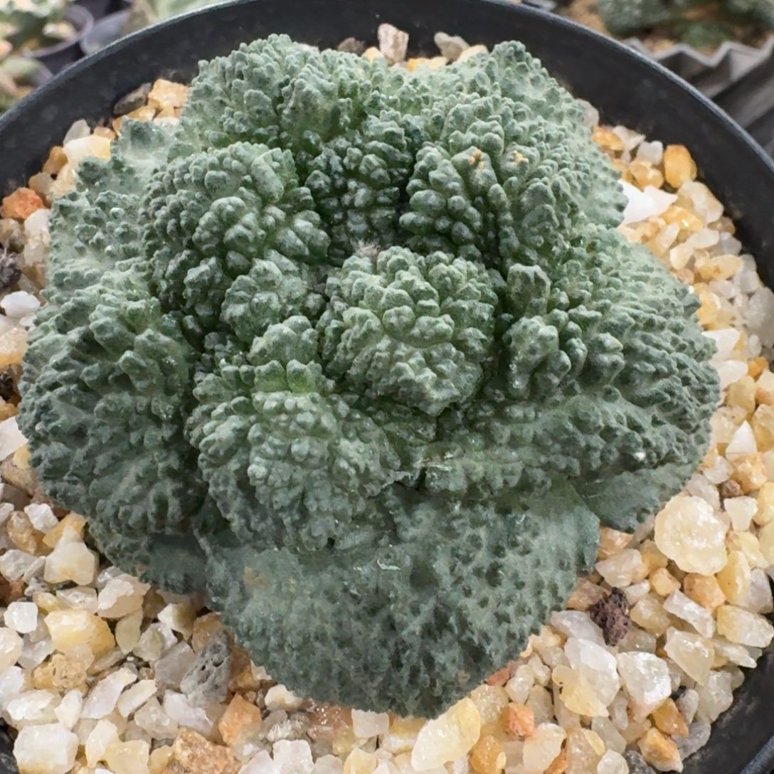 。***，花友专拍111111111