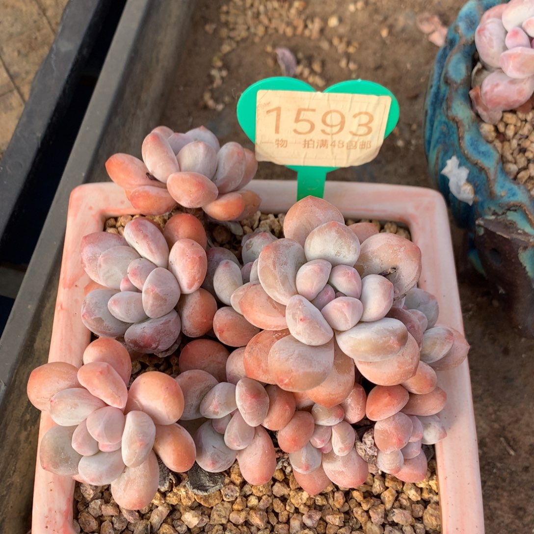 韩版香水老桩无砍1593