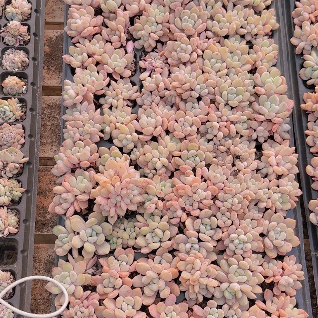 直播一物一拍多肉19