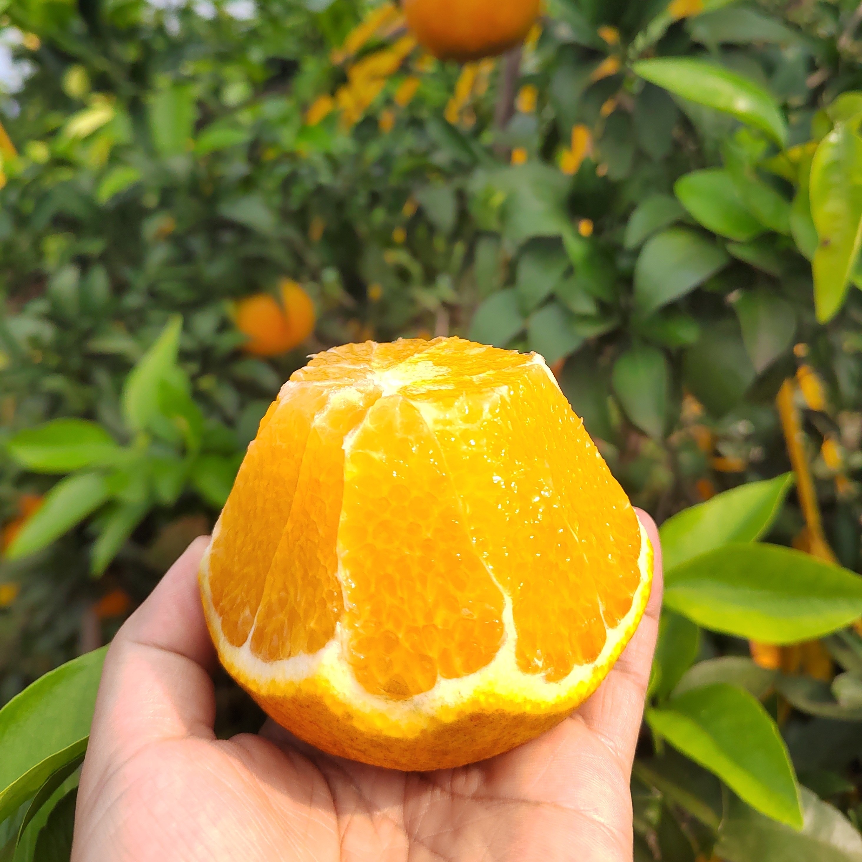 【邮运通】爱媛38号果冻橙5斤左右橙子新鲜水果当季整箱现摘