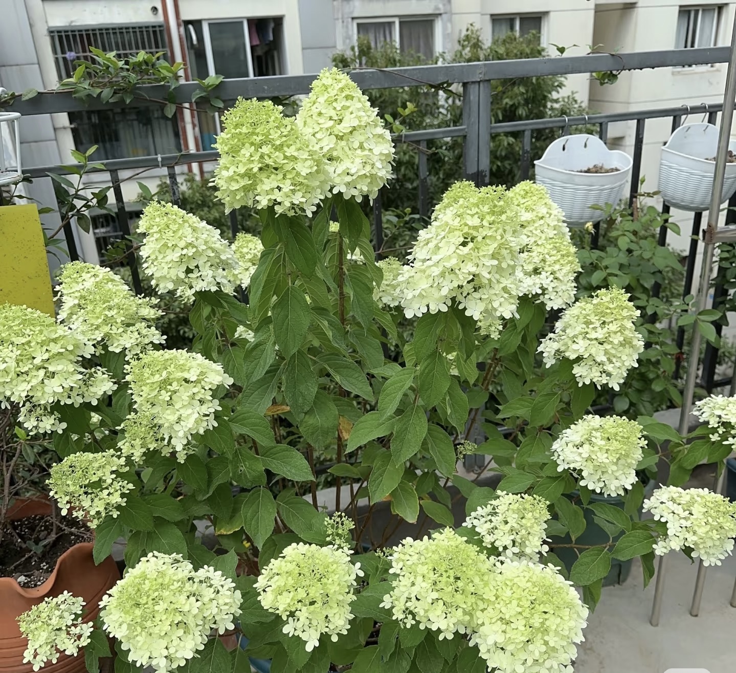 盆栽绣球棒棒糖{圆锥绣球 北极熊}花期长 花朵大抗旱耐晒