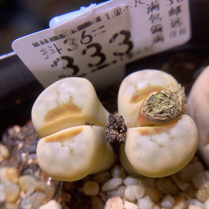 精品生石花36.333热唇