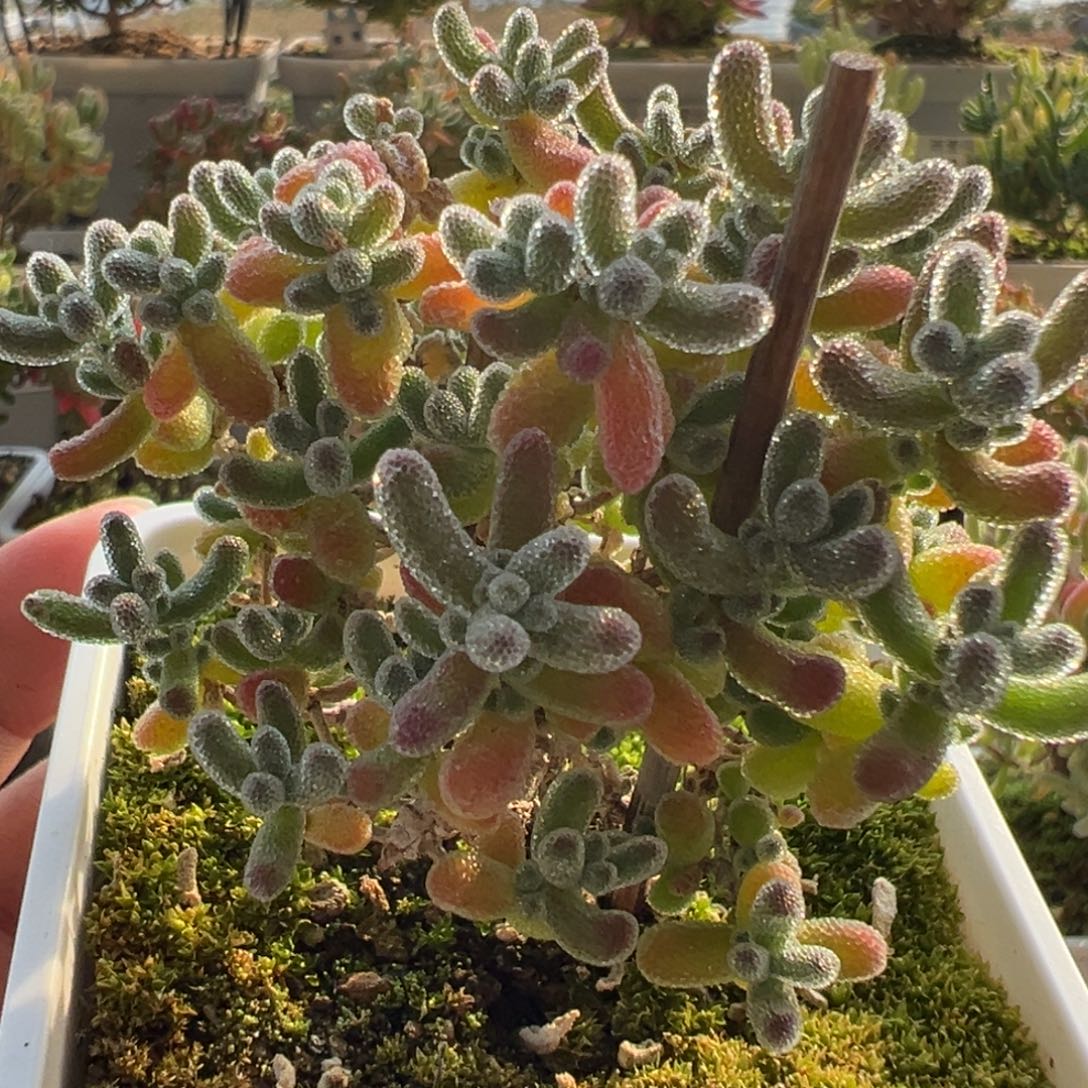 9-301枝干冰晶老桩棒棒糖小树七方盆