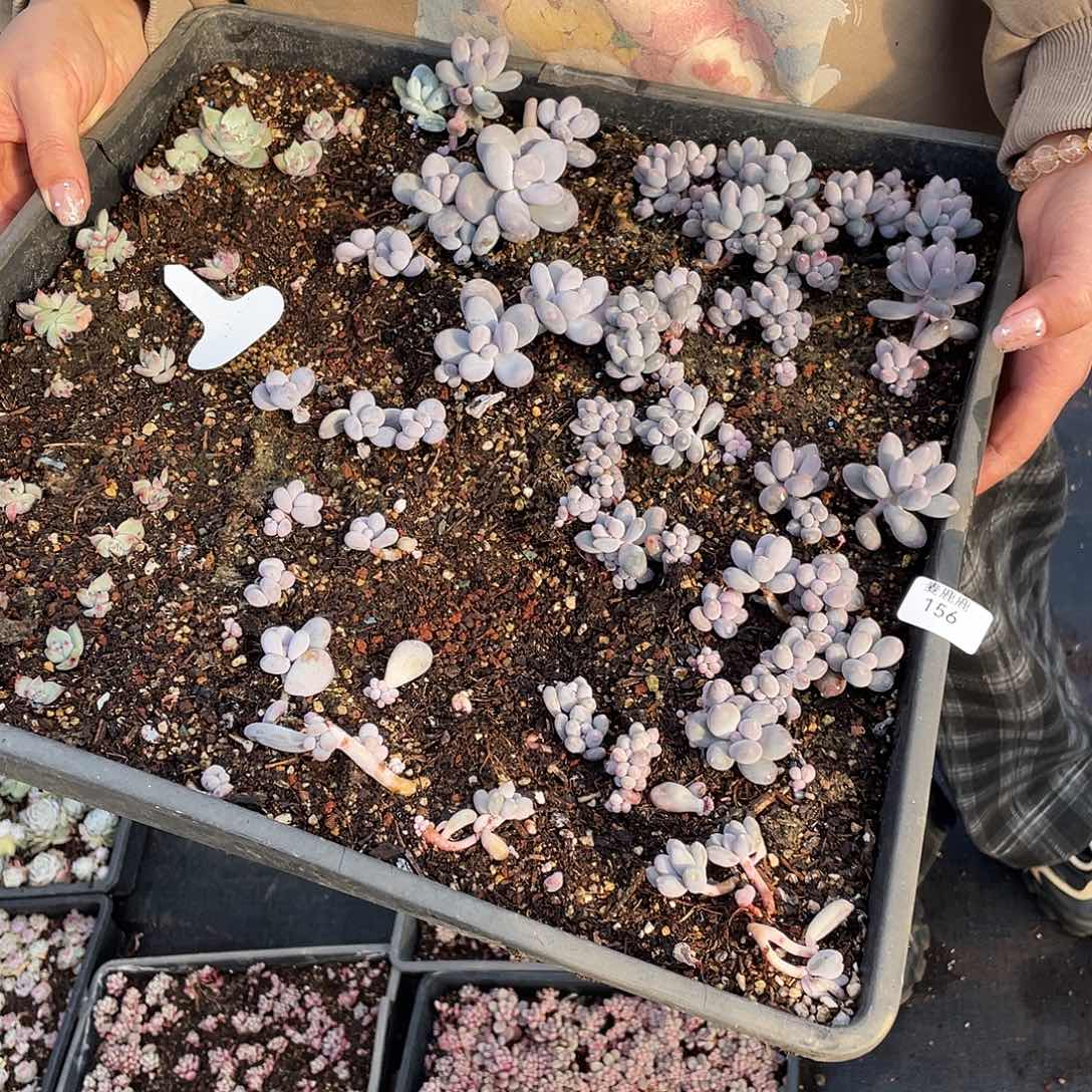 袁***妈156。 切盒发货。               