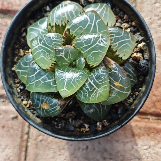 雅典娜一颗多肉植物原盆土