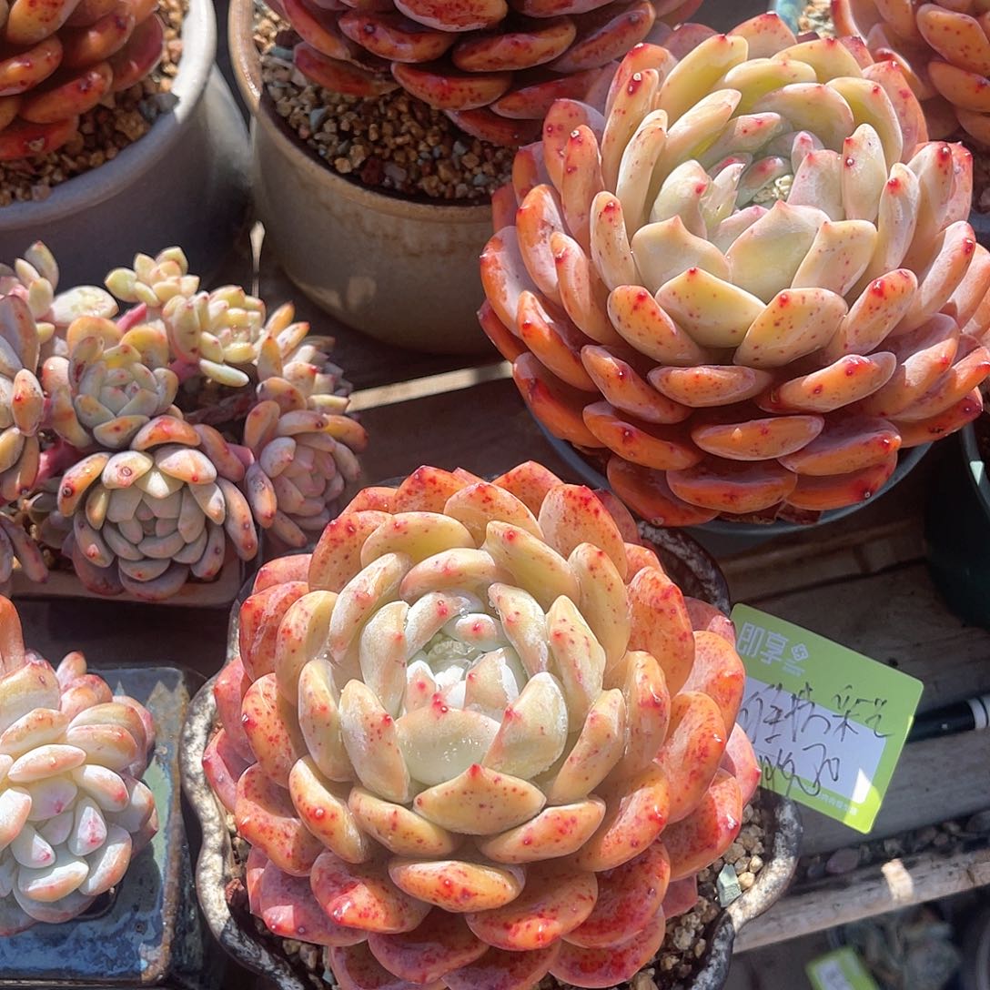 潍****计橙梦露大单头脱土