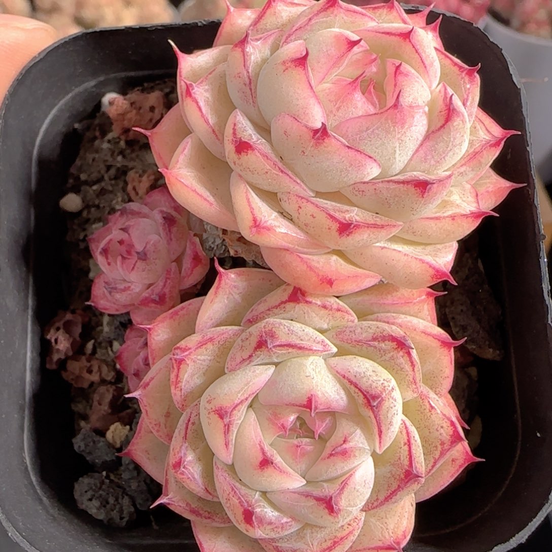 多肉1229-140小魔仙