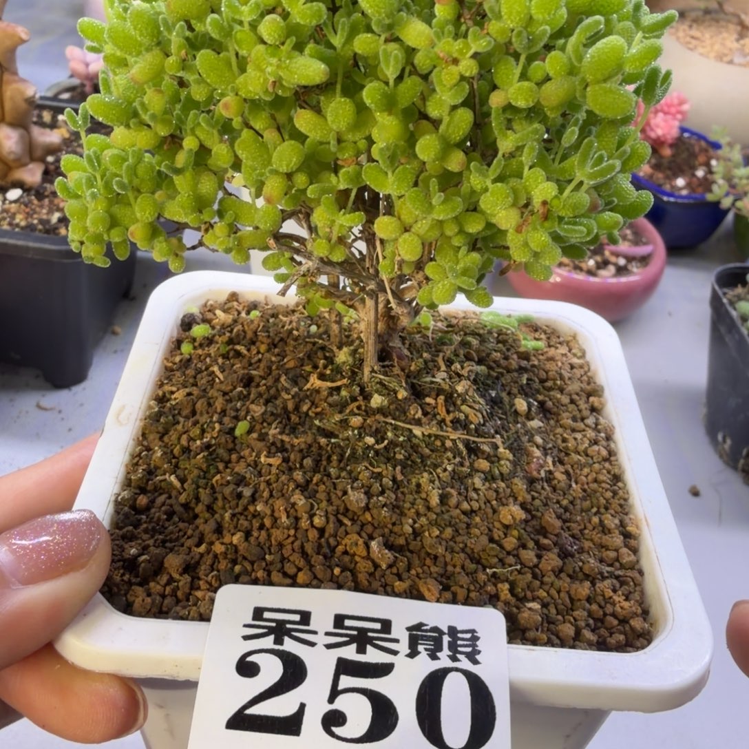 金桔枝干蕃杏250盆景