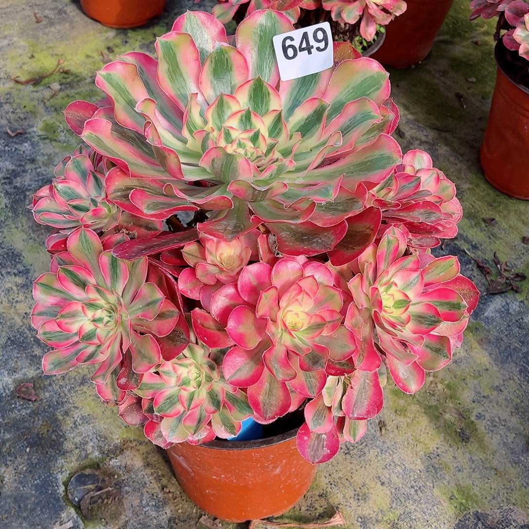 无花朵?**口多肉植物爱丽丝649