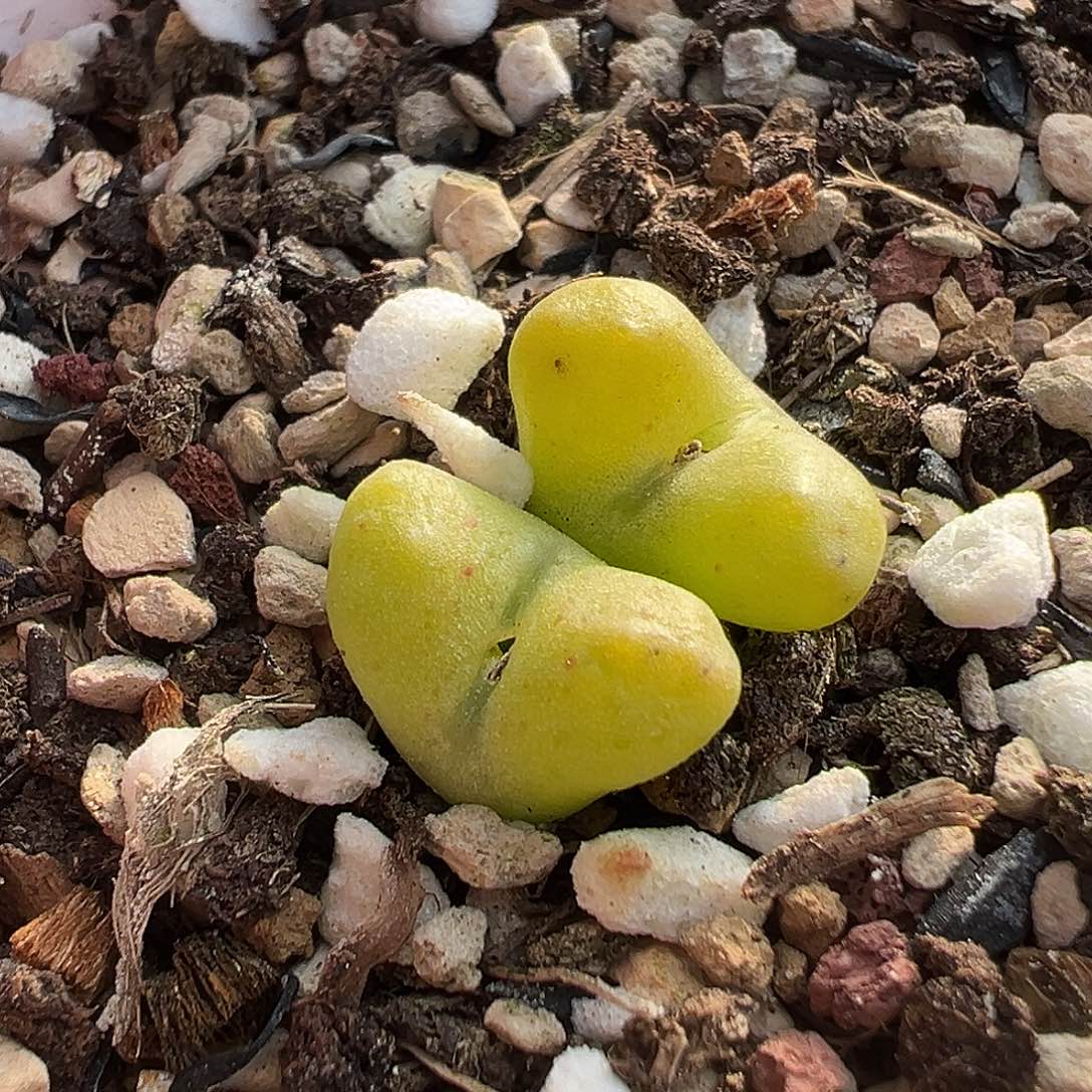 多肉肉锥 绿鲁提辖