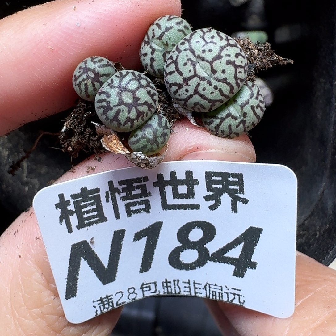 多肉植物的润泽ggbb