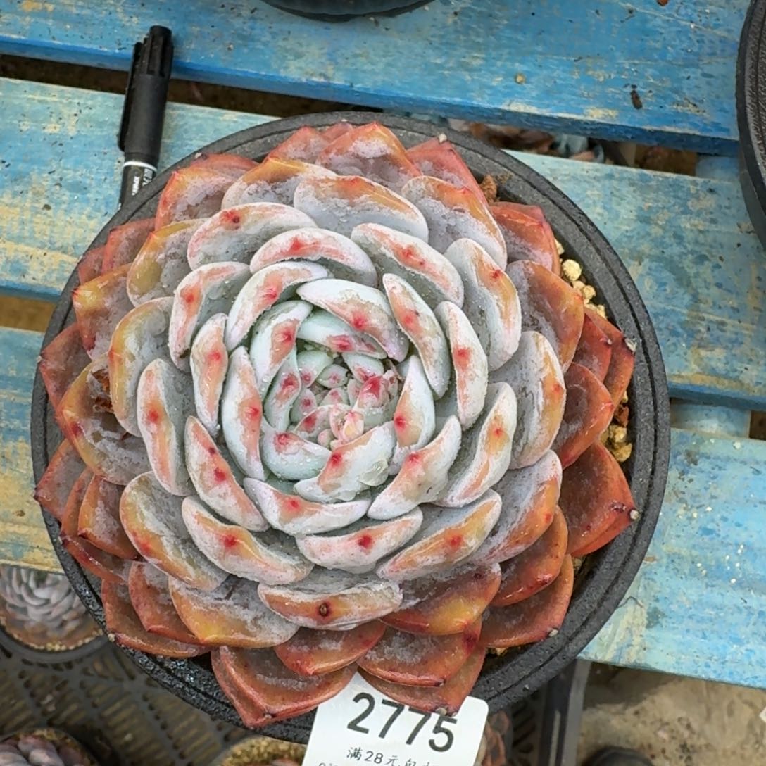 时*12775星影单头13cm