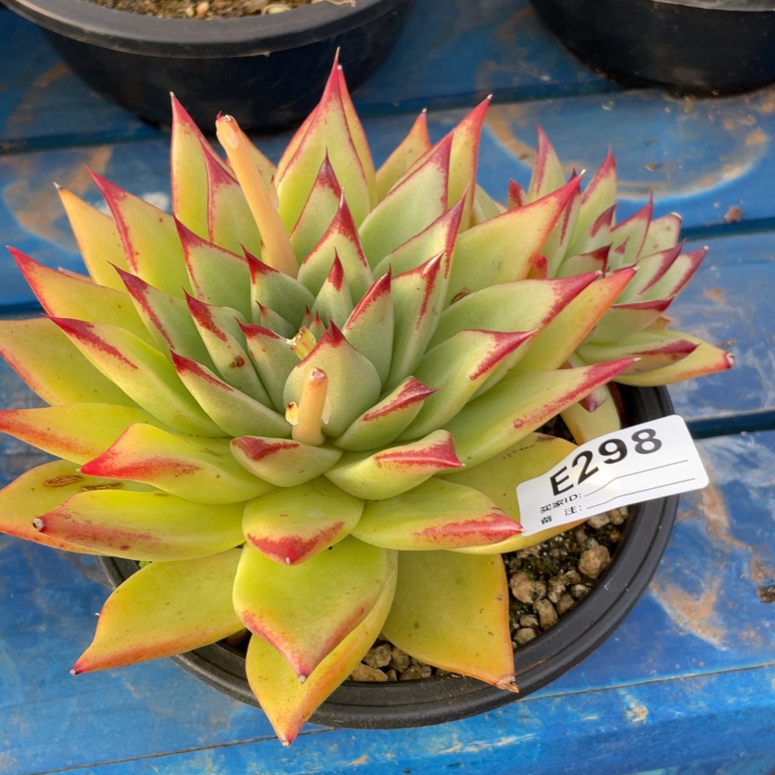 无花朵若如东云单拍E298