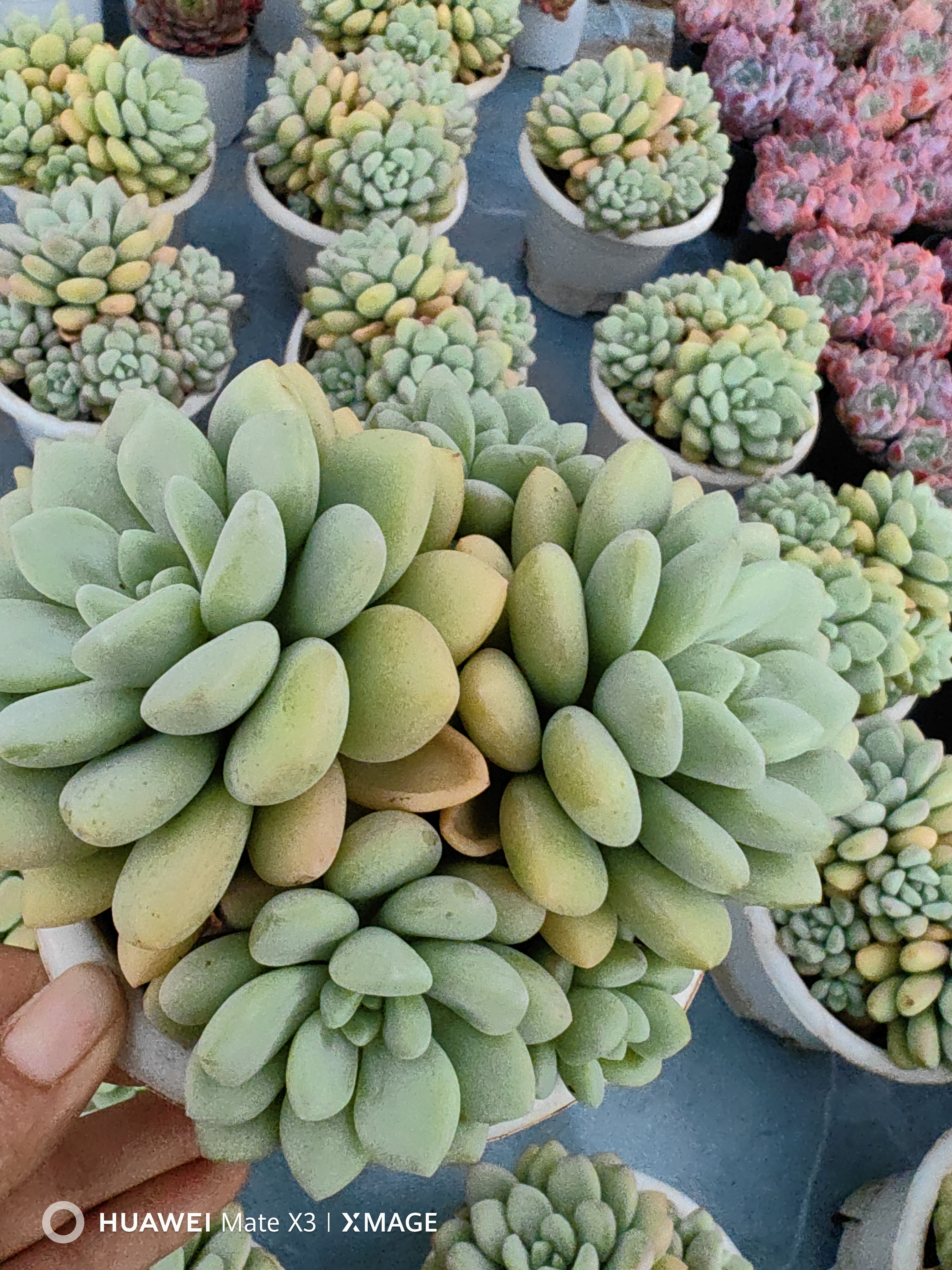 泡泡糖多肉，全疆包邮（新疆以外地区满58包邮，零下拍保温）