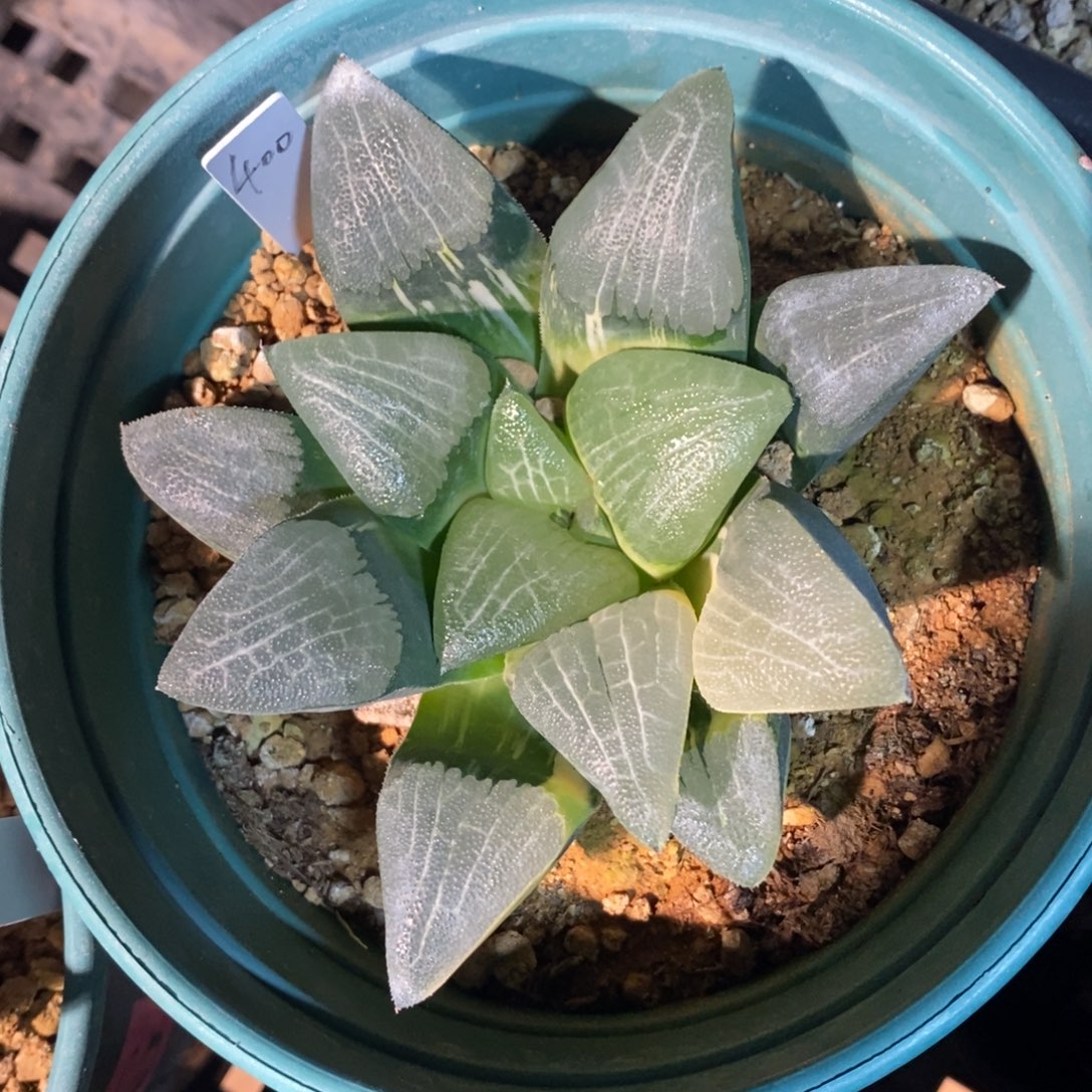 一颗实生大克锦       