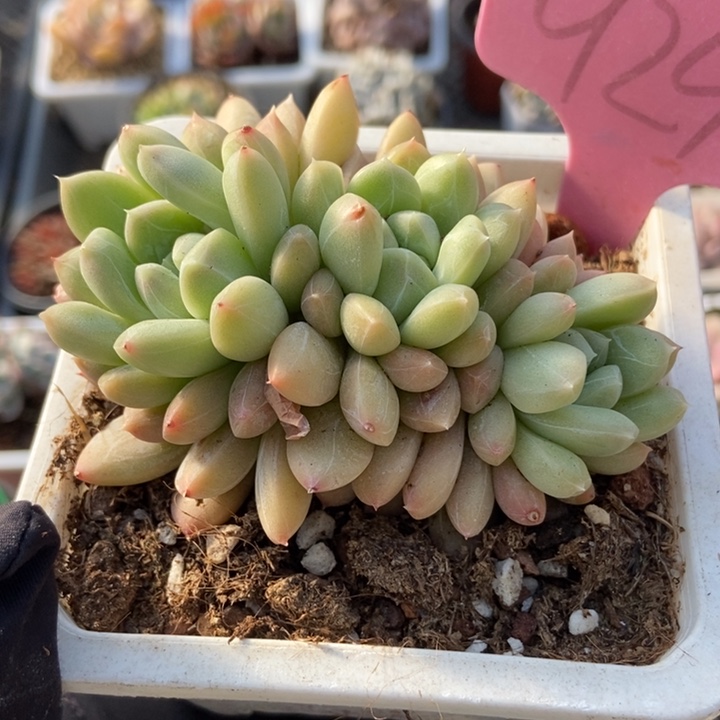 929百搭翡翠多肉植物