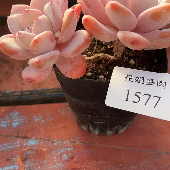 1577。  量星星雪整桩无砍木质化桩子