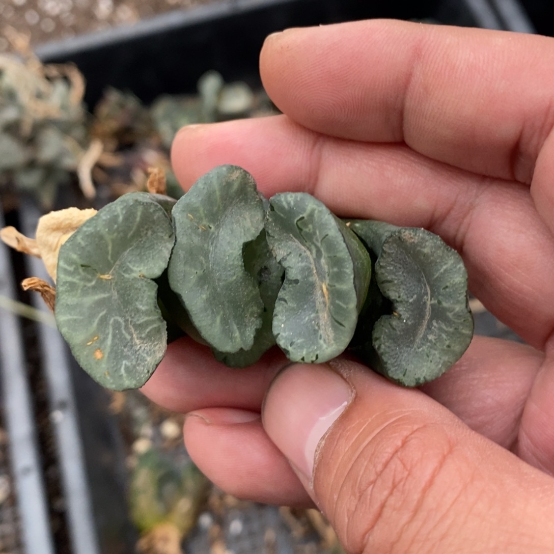 一颗蓝镜玉扇。   