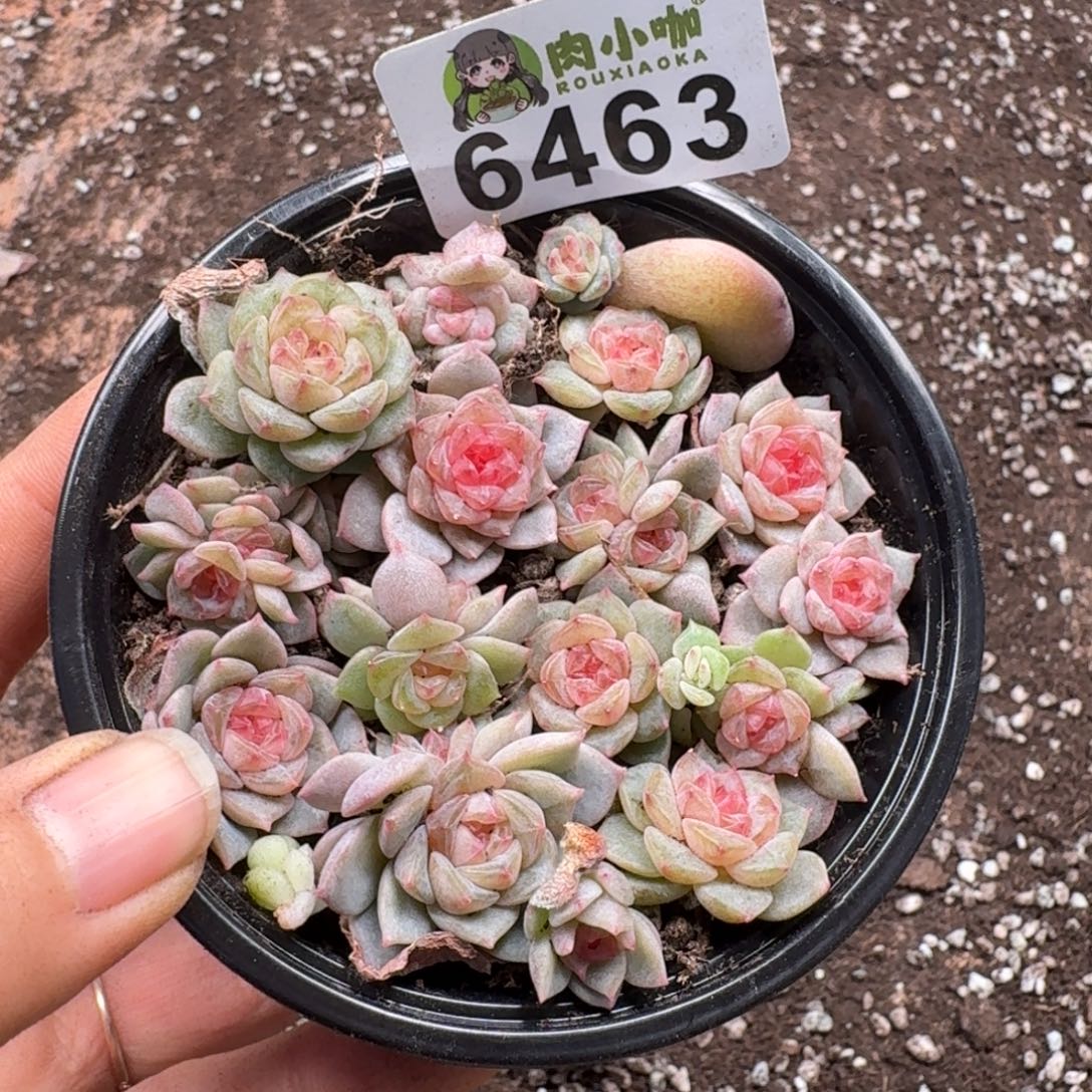 蓝***️多肉植物多肉植物