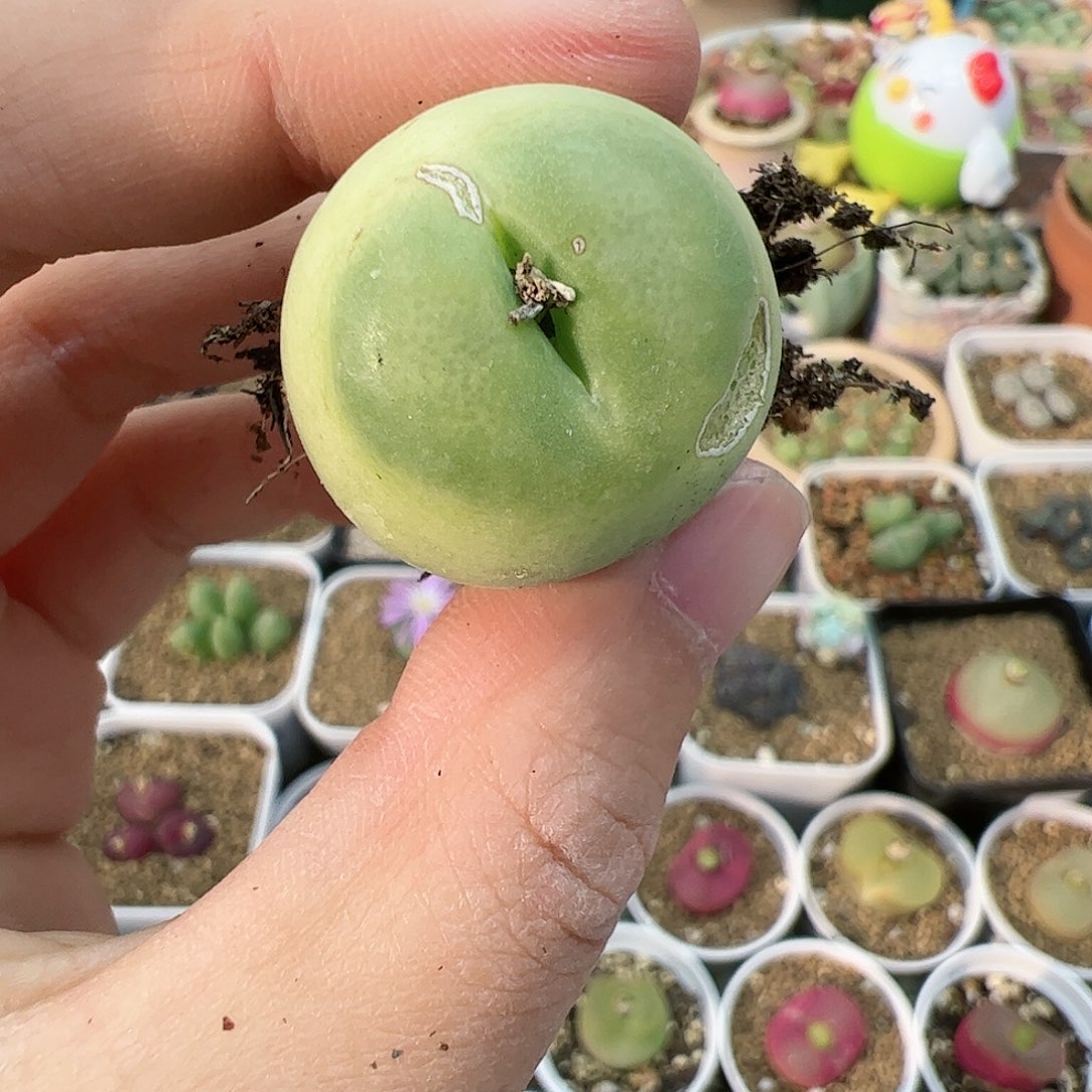 【闪购商品】320 福利